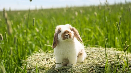“HAY, IT’S FRIYAY!” YIPEE!