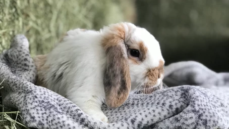 “HAY, IT’S FRIYAY!” – BELLA MADE A FRIEND!