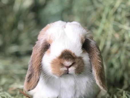 “HAY, IT’S FRIDAY!” Welcome Bella to the team!