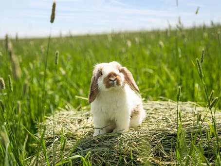 HAY! IT'S FRIYAY!