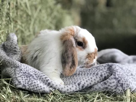 “HAY, IT’S FRIYAY!” – BELLA MADE A FRIEND!
