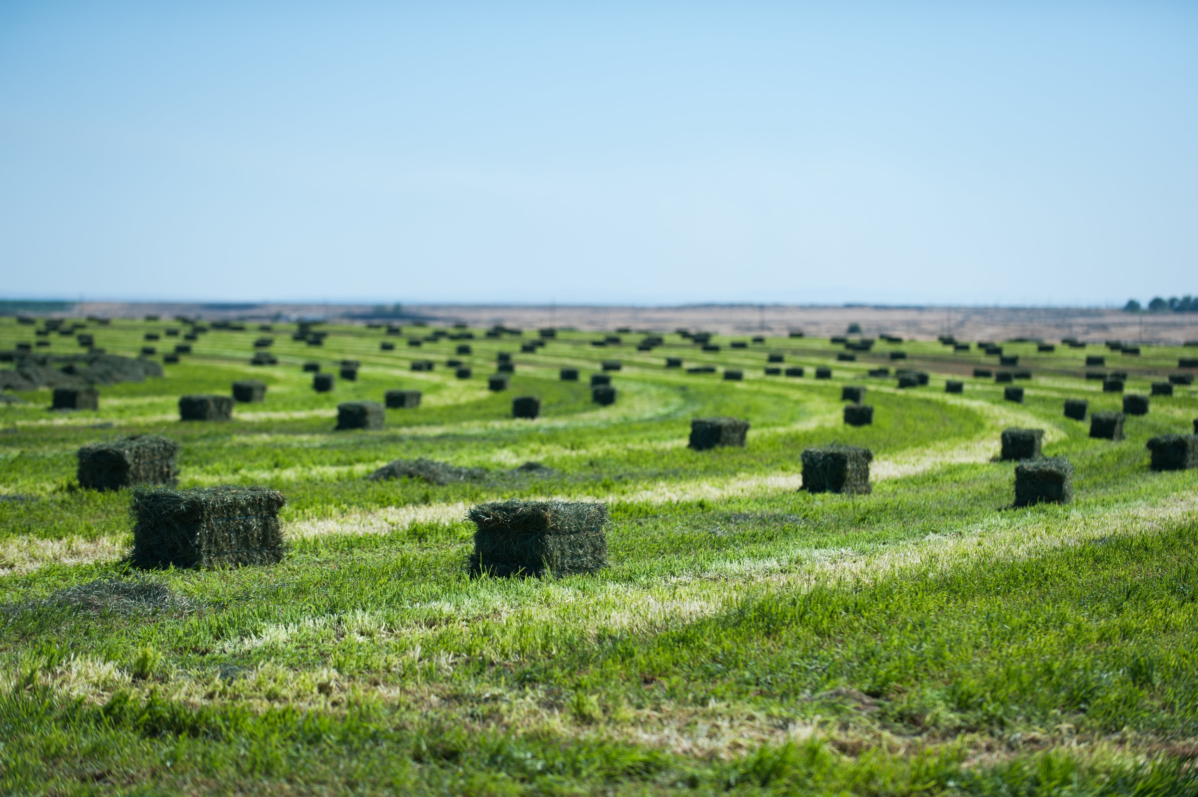 HAY